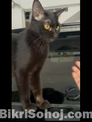 Bengal cat for adoption